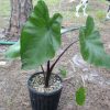 Colocasia Esculenta Violet