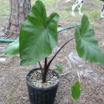 Colocasia Esculenta Violet