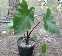 Colocasia Esculenta Violet