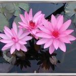 Nymphaea Emily Grant