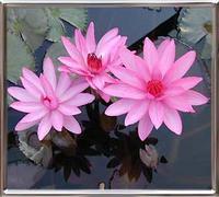 Nymphaea Emily Grant