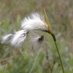 Eriophorum Latifolium