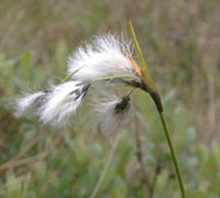 Eriophorum Latifolium