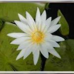 Nymphaea Mrs. G.H. Pring