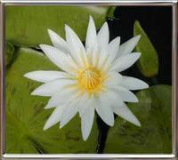 Nymphaea Mrs. G.H. Pring