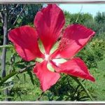 Hibiscus Coccineus