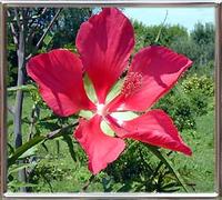 Hibiscus Coccineus