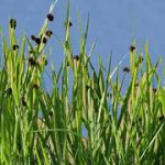 Juncus Ensifolius
