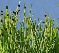 Juncus Ensifolius