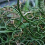 Juncus Effusus spiralis