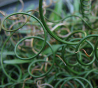 Juncus Effusus spiralis
