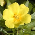 Jussiaea grandiflora