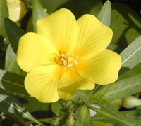 Jussiaea grandiflora