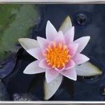 Nymphaea Laydekeri Liliacea