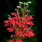 Lobelia Cardinalis