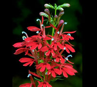 Lobelia Cardinalis