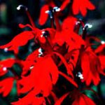 Lobelia Fulgens Queen Victoria
