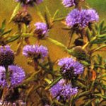 Menta Cervina