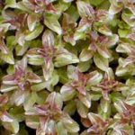 Menta Acquatica Rubra