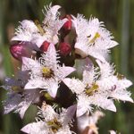 Menyanthes Trifoliata