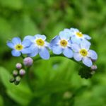 Myosotis Palustris