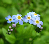 Myosotis Palustris
