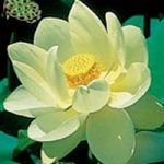 Nelumbo Lutea