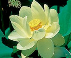 Nelumbo Lutea