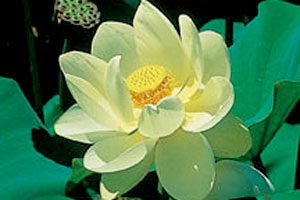 Nelumbo Lutea