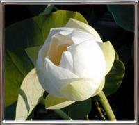 Nelumbo Mario Zanfardino
