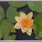 Nymphaea Indiana