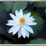 Nymphaea Lotus