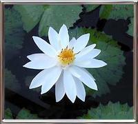 Nymphaea Lotus