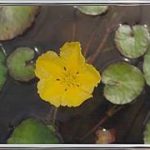 Nymphoides Peltata