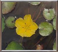 Nymphoides Peltata