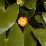 Nuphar Japonica