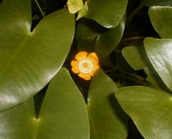 Nuphar Japonica
