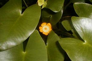 Nuphar Japonica