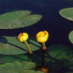 Nuphar Pumila Variegata