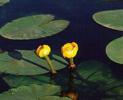 Nuphar Pumila Variegata