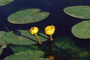 Nuphar Pumila Variegata