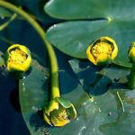 Nuphar Pumila