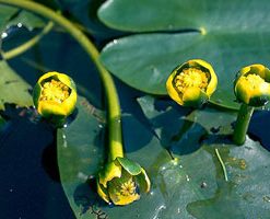 Nuphar Pumila