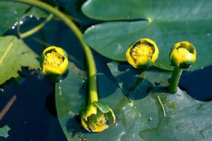 Nuphar Pumila