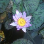Nymphaea Blu Smoke