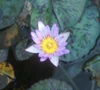 Nymphaea Blu Smoke