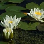 Nymphaea Hermine