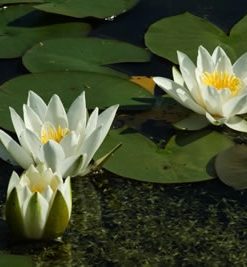 Nymphaea Hermine