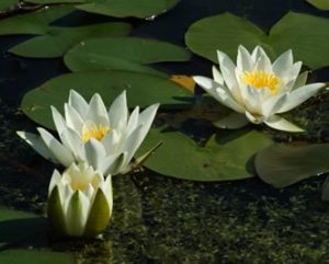 Nymphaea Hermine