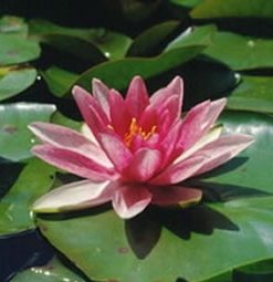 Nymphaea Rene Gerard